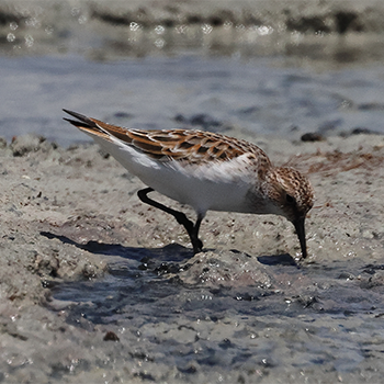 Little Stint
