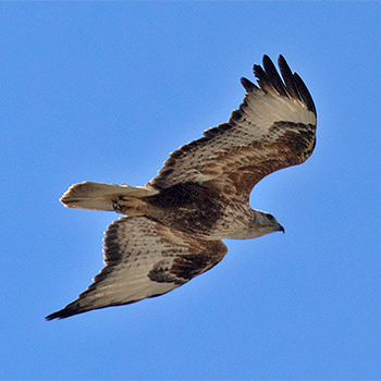 Long-legged Buzzard
