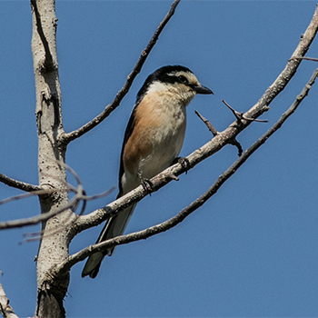 Masked Shrike