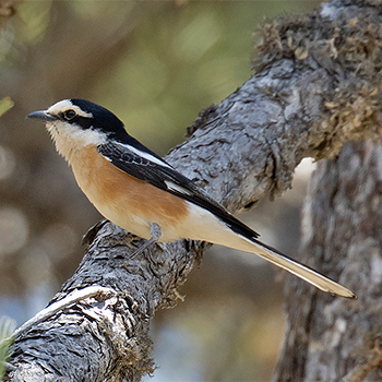 Masked Shrike