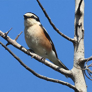 Masked Shrike