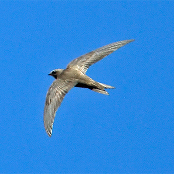 Pallid Swift