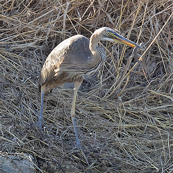 Purple Heron