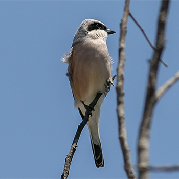Red-backed Shrike