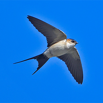 Red-rumped Swallow