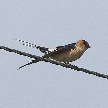 Red-rumped Swallow
