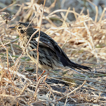 Red-throated Pipit