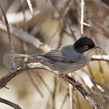 Sardinian Warbler