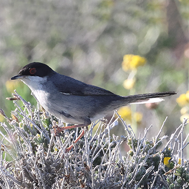 Sardinian Warbler