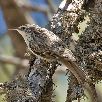 Short-toed Treecreeper (<em>dorotheae</em>)