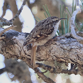 Short-toed Treecreeper