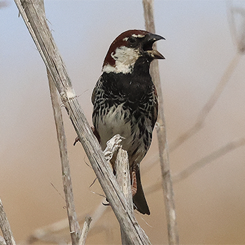 Spanish Sparrow