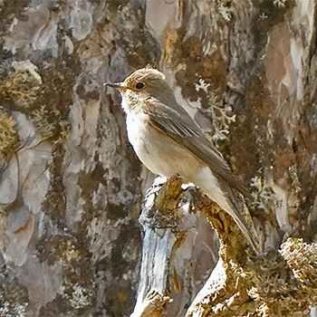 Spotted Flycatcher (<em>neumanni</em>)
