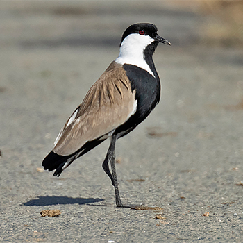 Spur-winged Lapwing