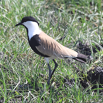 Spur-winged Lapwing