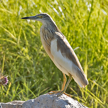 Squacco Heron