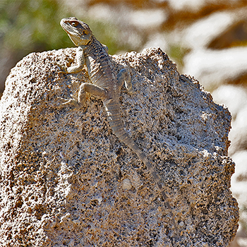 Starred Agama