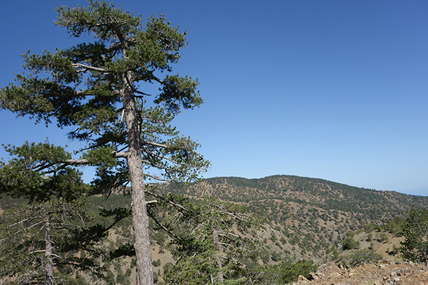 Troodos Mountains