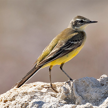 Western Yellow Wagtail