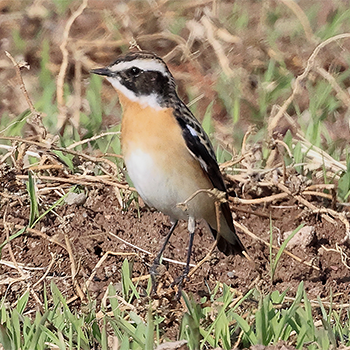 Whinchat
