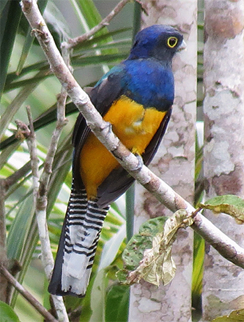 Amazonian Trogon