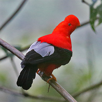 Andean Cock-of-the-rock