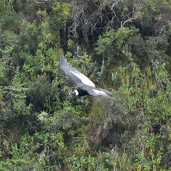 Andean Condor