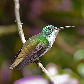 Andean Emerald