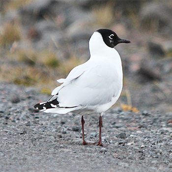 Andean Gull