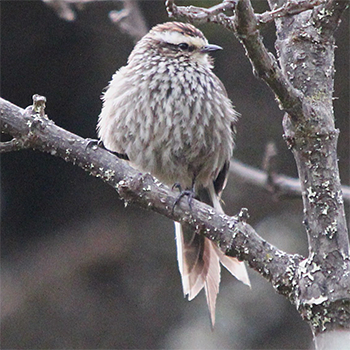 Andean Tit-spinetail
