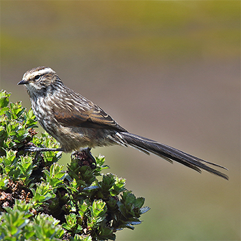 Andean Tit-spinetail