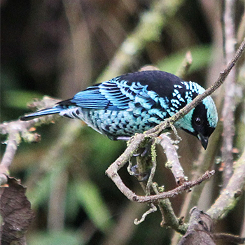 Beryl-spangled Tanager