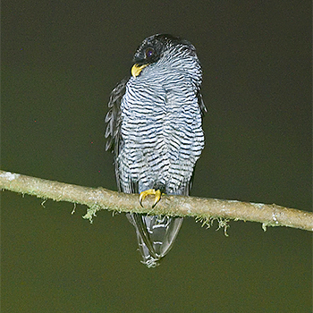 Black-and-white Owl