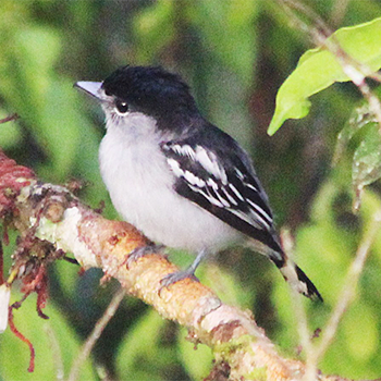 Black-capped Becard