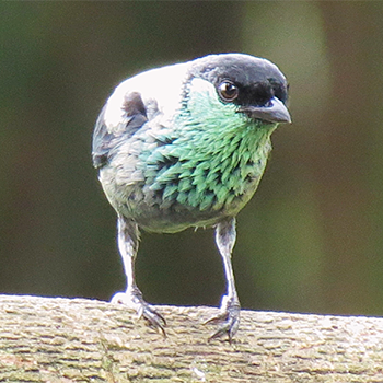 Black-capped Tanager