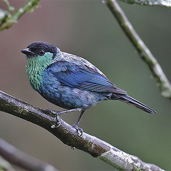 Black-capped Tanager