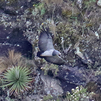 Black-chested Buzzard-eagle