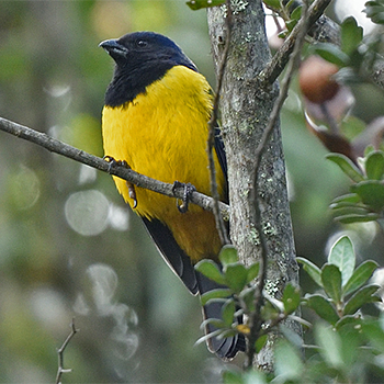 Black-chested Mountain-tanager
