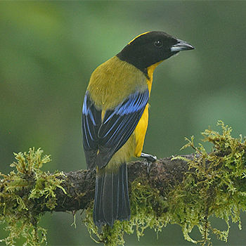 Black-chinned Mountain-tanager