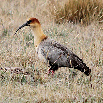 Black-faced Ibis