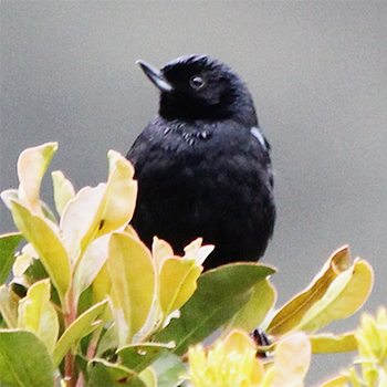Black Flowerpiercer