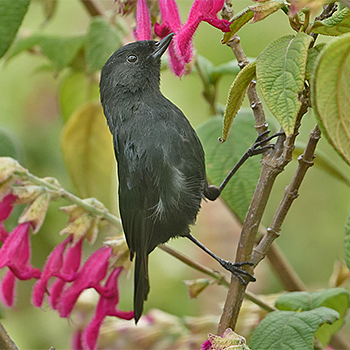 Black Flowerpiercer
