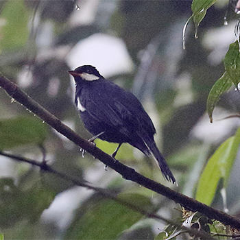 Black Solitaire