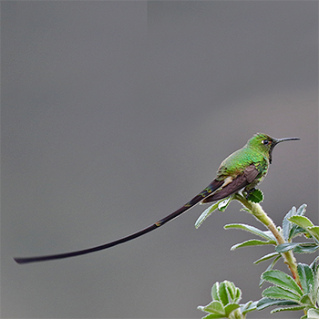 Black-tailed Trainbearer