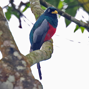 Blue-tailed Trogon