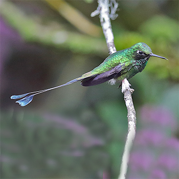 Booted Racket-tail