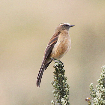 Brown-backed Chat-tyrant