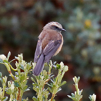 Brown-backed Chat-tyrant