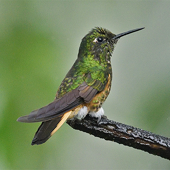 Buff-tailed Coronet