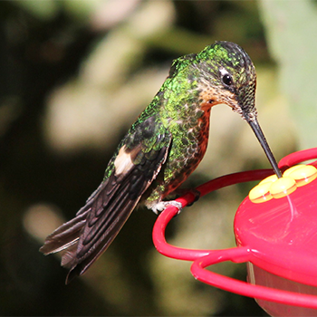 Buff-winged Starfrontlet